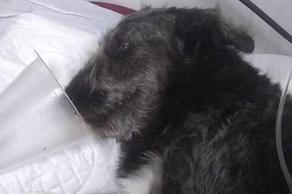Cachorro tufão picado por jararaca em SP (1)
