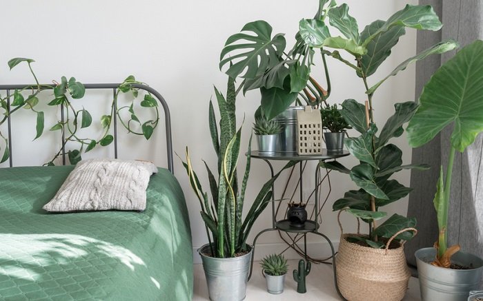 15 plantas para quarto que podem melhorar seu sono!