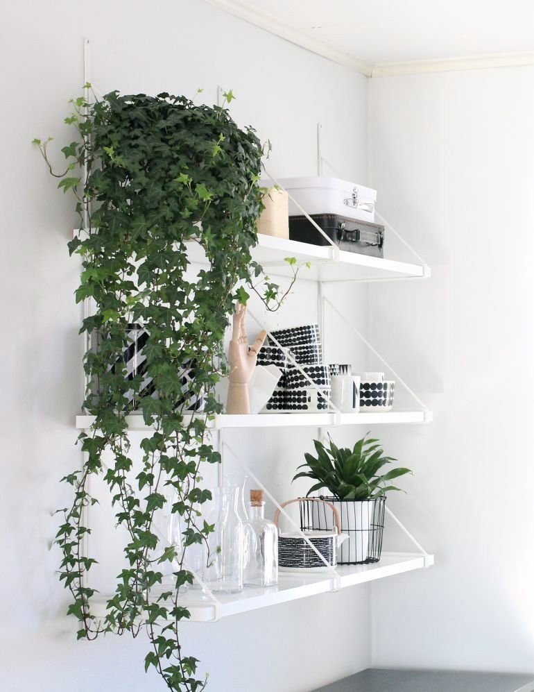 planta em prateleira