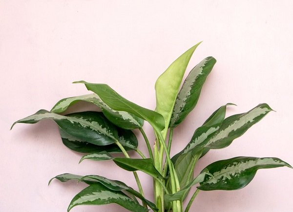 planta encostada em parede
