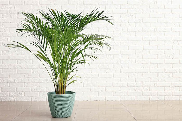 planta em parede