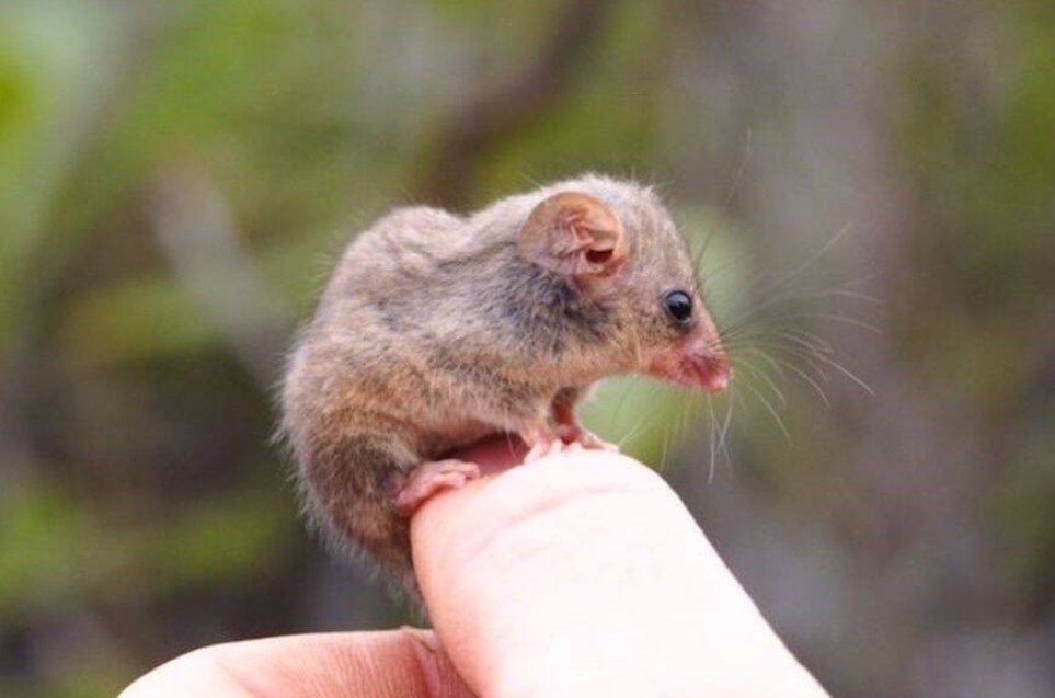 Gambá pigmeu