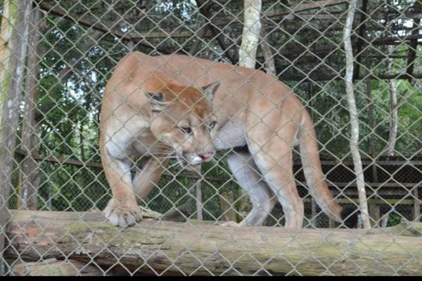 Onça Zoinho, do Zoológico da Unama
