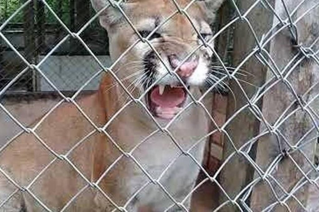 Onça Zoinho, do Zoológico da Unama