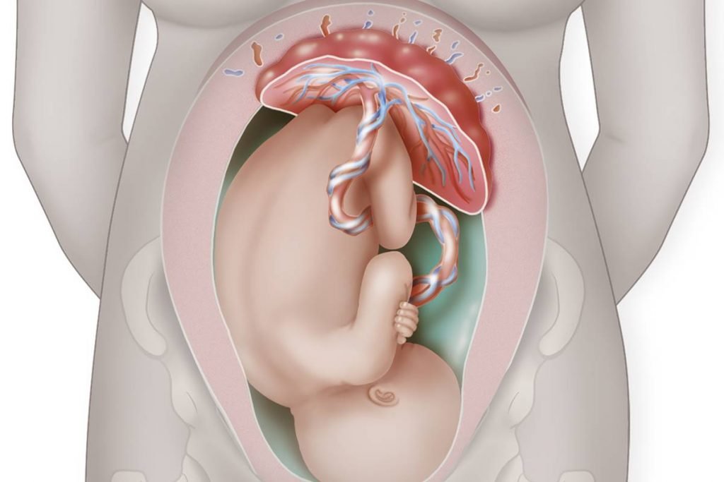 Placenta humana