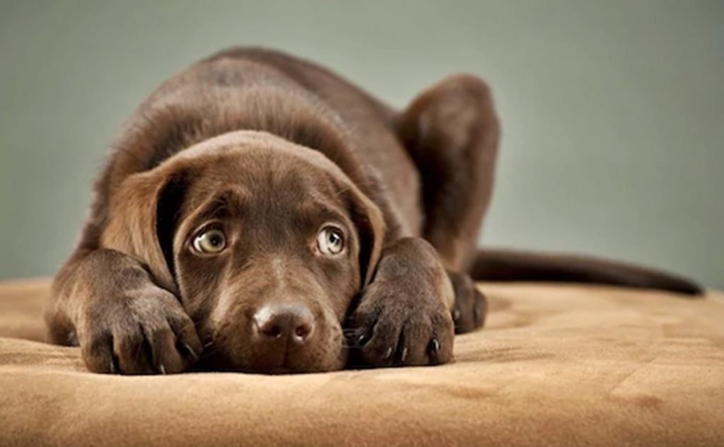 Cachorro com medo