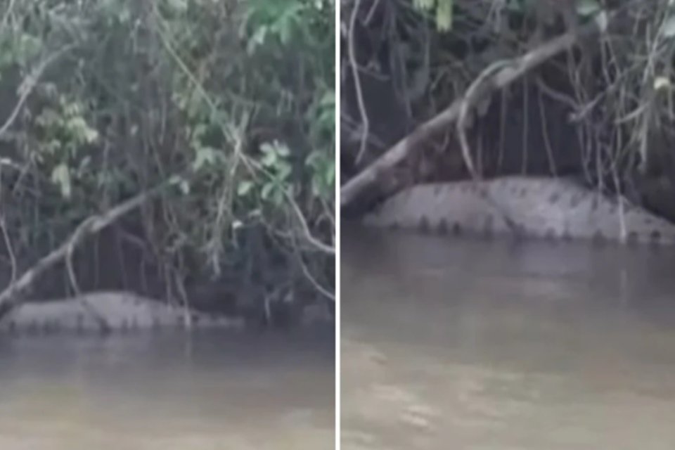 VÍDEO explica por que capivaras de Mato Grosso do Sul se acham demais