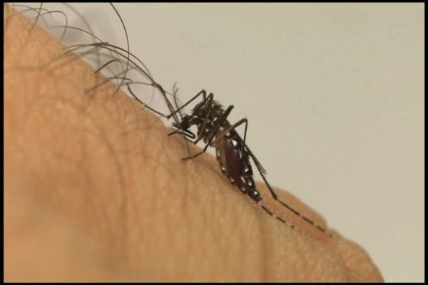 Saúde confirma primeira morte de 2022 por febre chikungunya em Goiás
