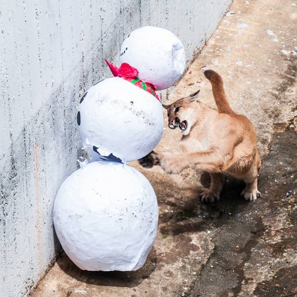 Animais do Zoológico de Brasília ganham presentes de Natal