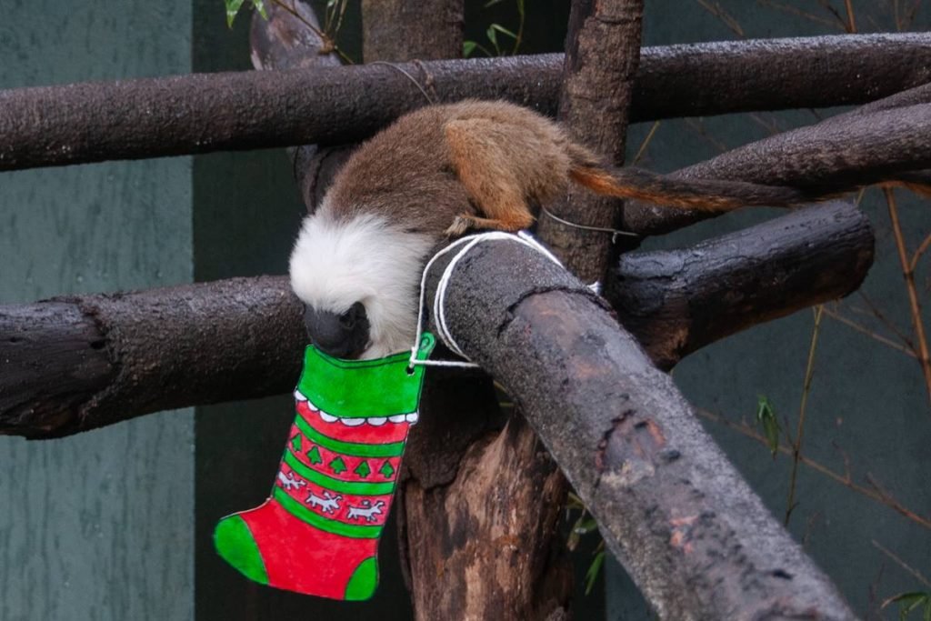 Animais do Zoológico de Brasília ganham presentes de Natal