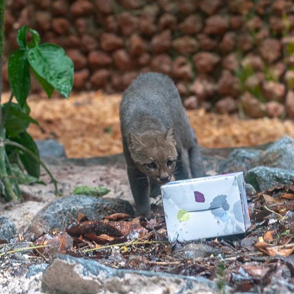 Animais do Zoológico de Brasília ganham presentes de Natal