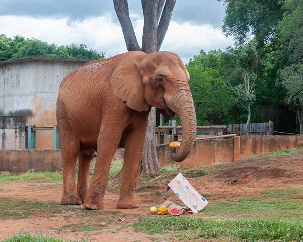 Animais do Zoológico de Brasília ganham presentes de