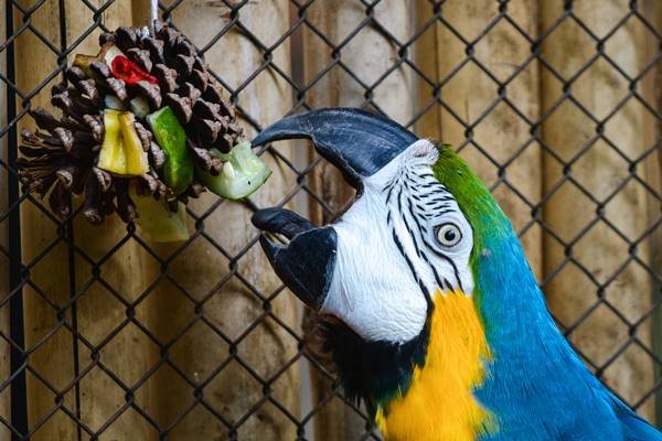 Animais do Zoológico de Brasília ganham presentes de