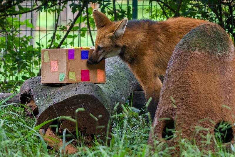 Animais do Zoológico de Brasília ganham presentes de Natal