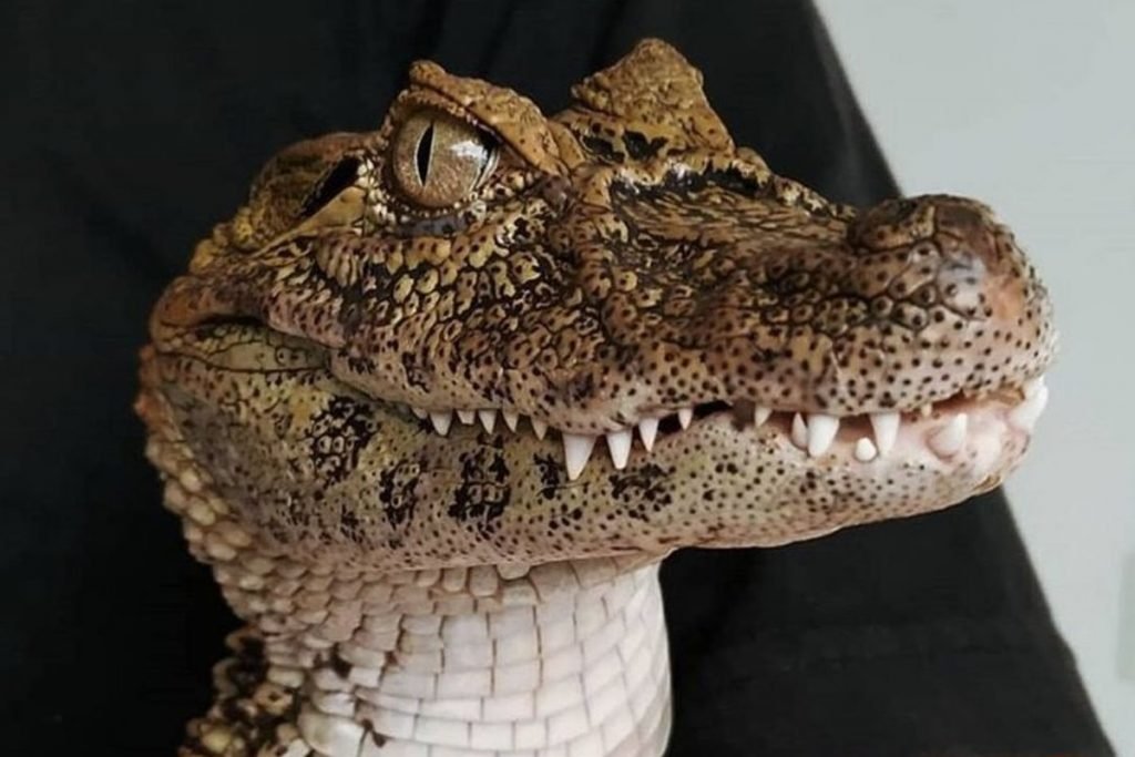 Lacoste - ZooFoz