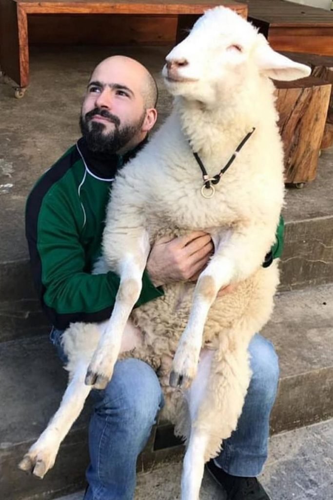 O veterinário Alê com a ovelha Lili