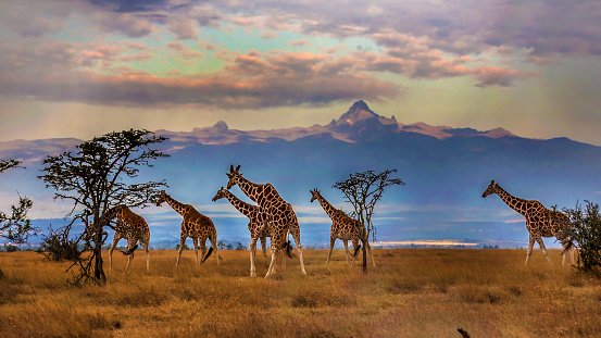 girafas na savana