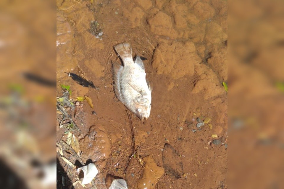 Peixe morto em lago