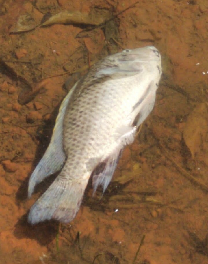 Peixe morto em lago