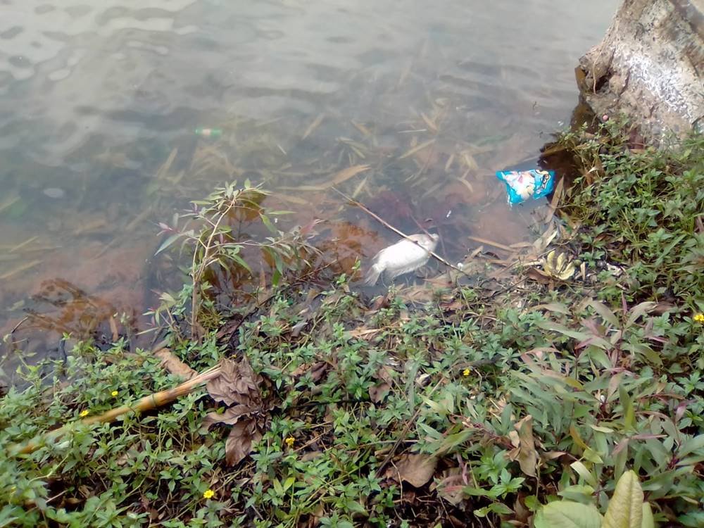 Peixe morto em lago