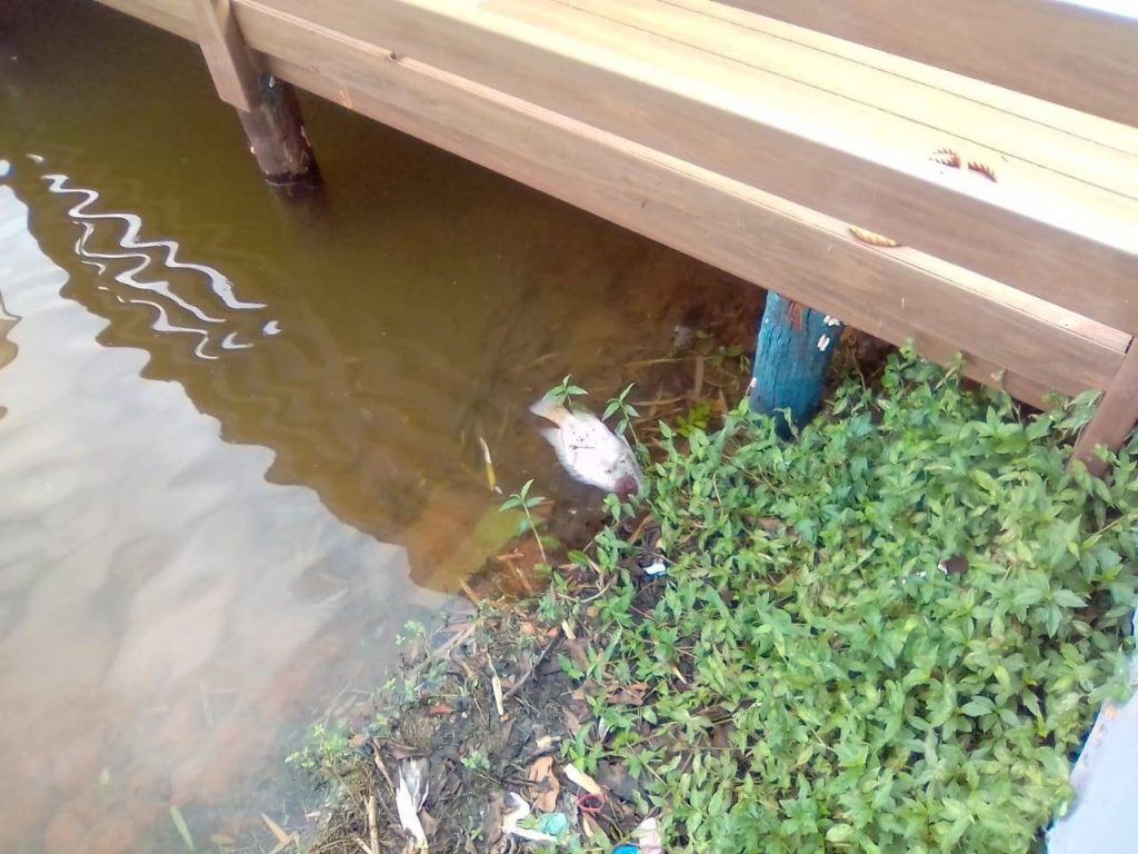 Peixe morto em lago