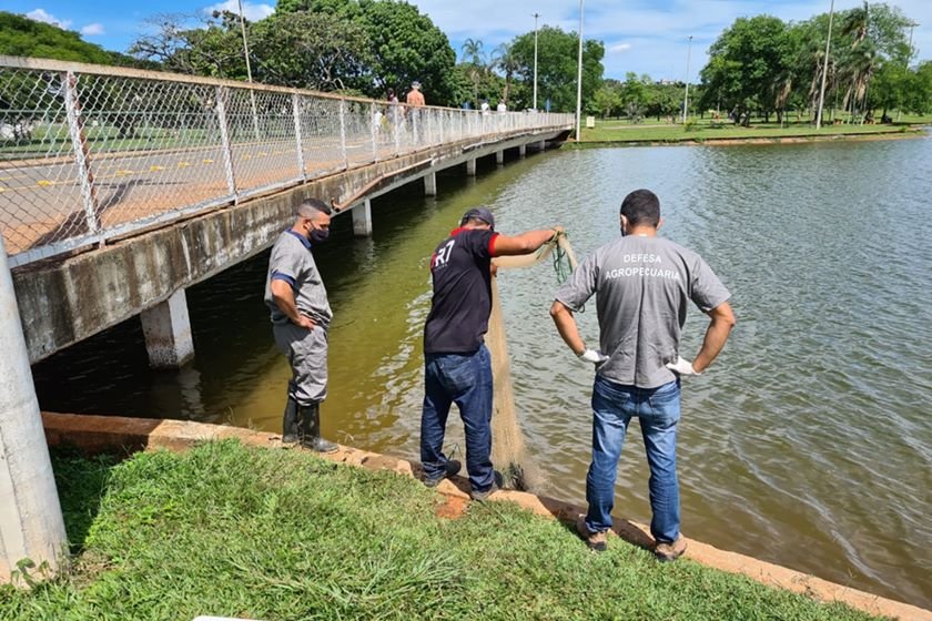 Lago do Parque da Cidade