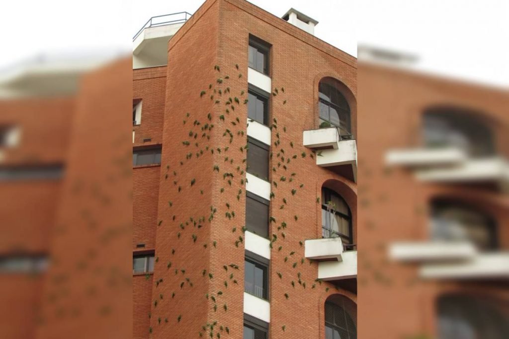 Maritacas em prédio de São Paulo