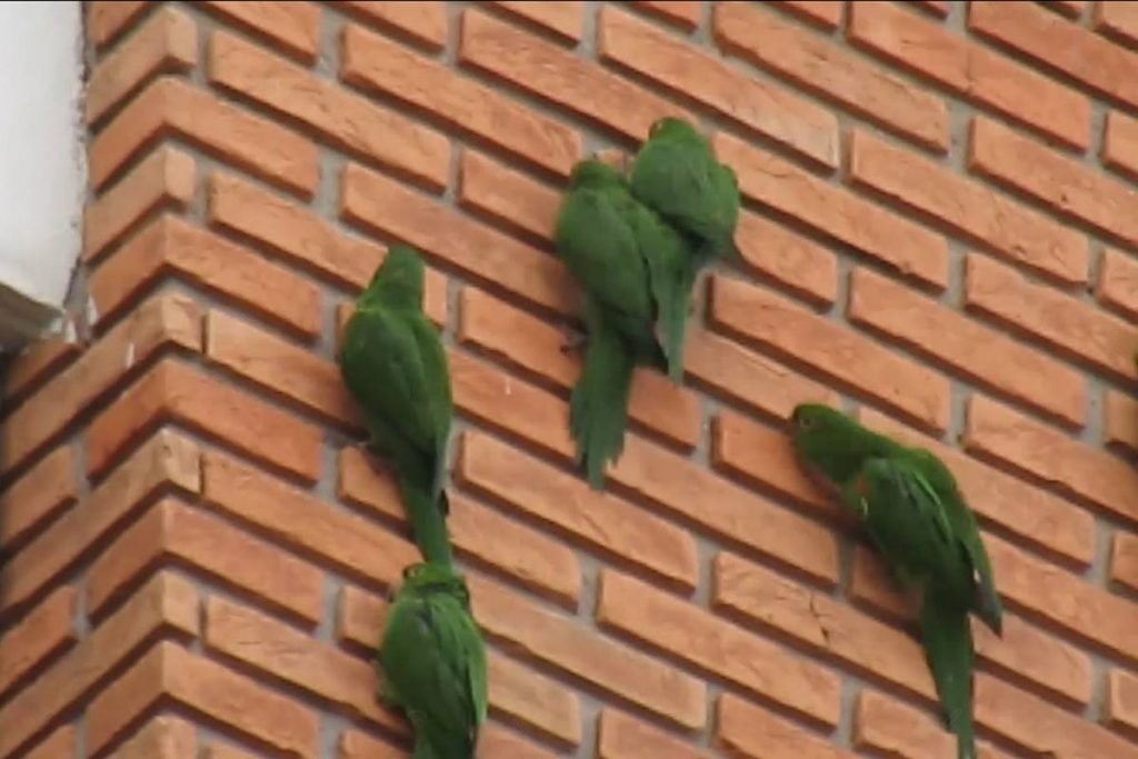 Maritacas em prédio de São Paulo