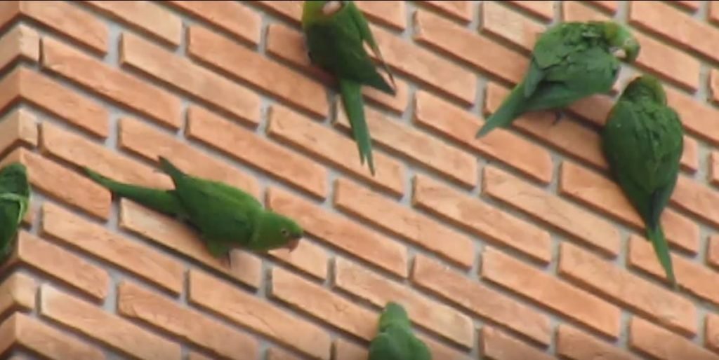 Maritacas em prédio de São Paulo