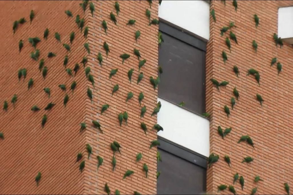 Maritacas em prédio de São Paulo