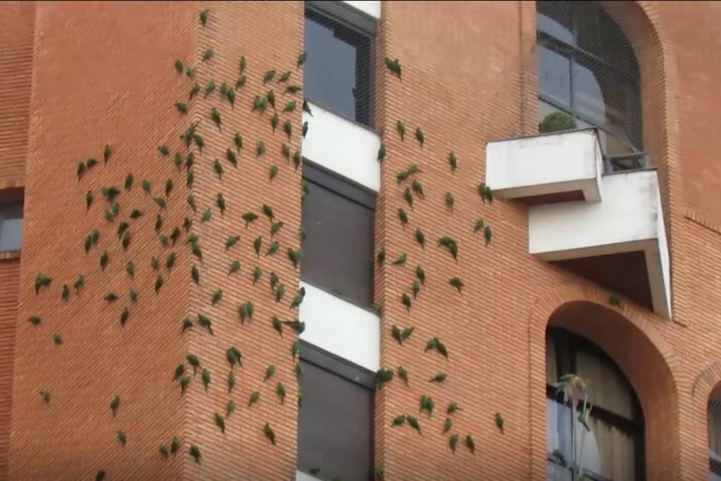 Maritacas em prédio de São Paulo