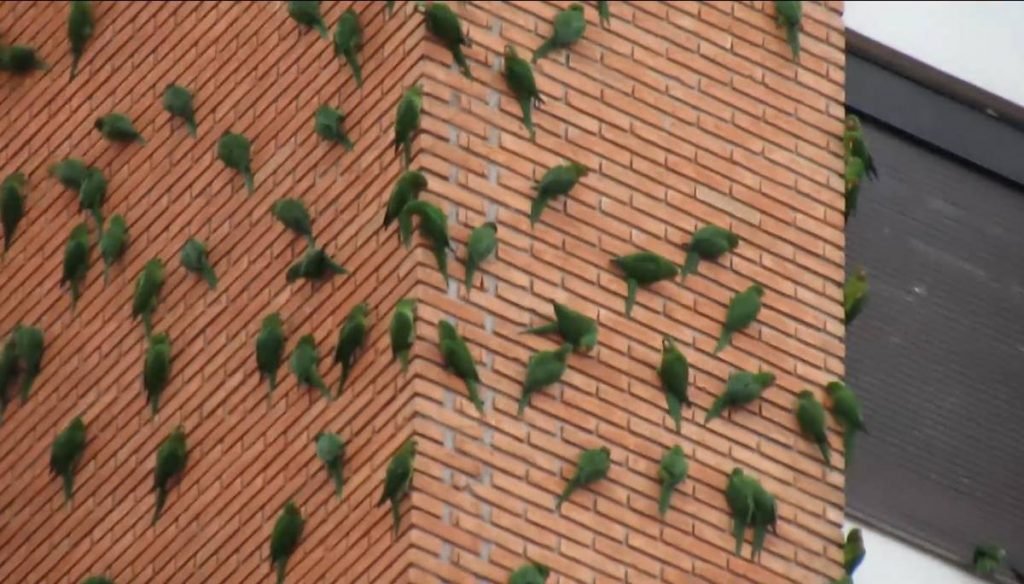 Maritacas em prédio de São Paulo