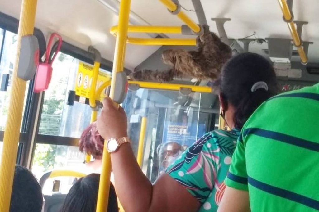 Preguiça em ônibus no Recife