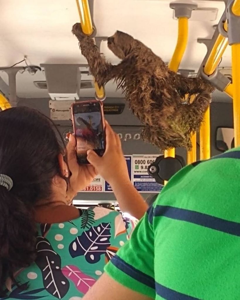 Preguiça em ônibus no Recife