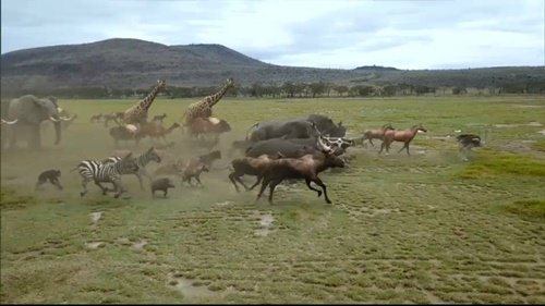 Animais de Noé