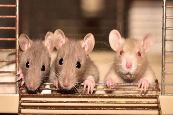 Ratos sentem empatia pela dor ou alívio de outros ratos, mostra estudo