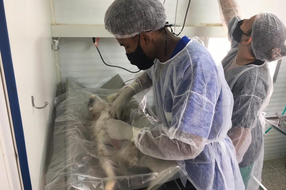 castração cães e gatos df