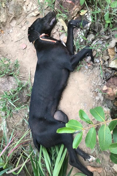 cadela morta