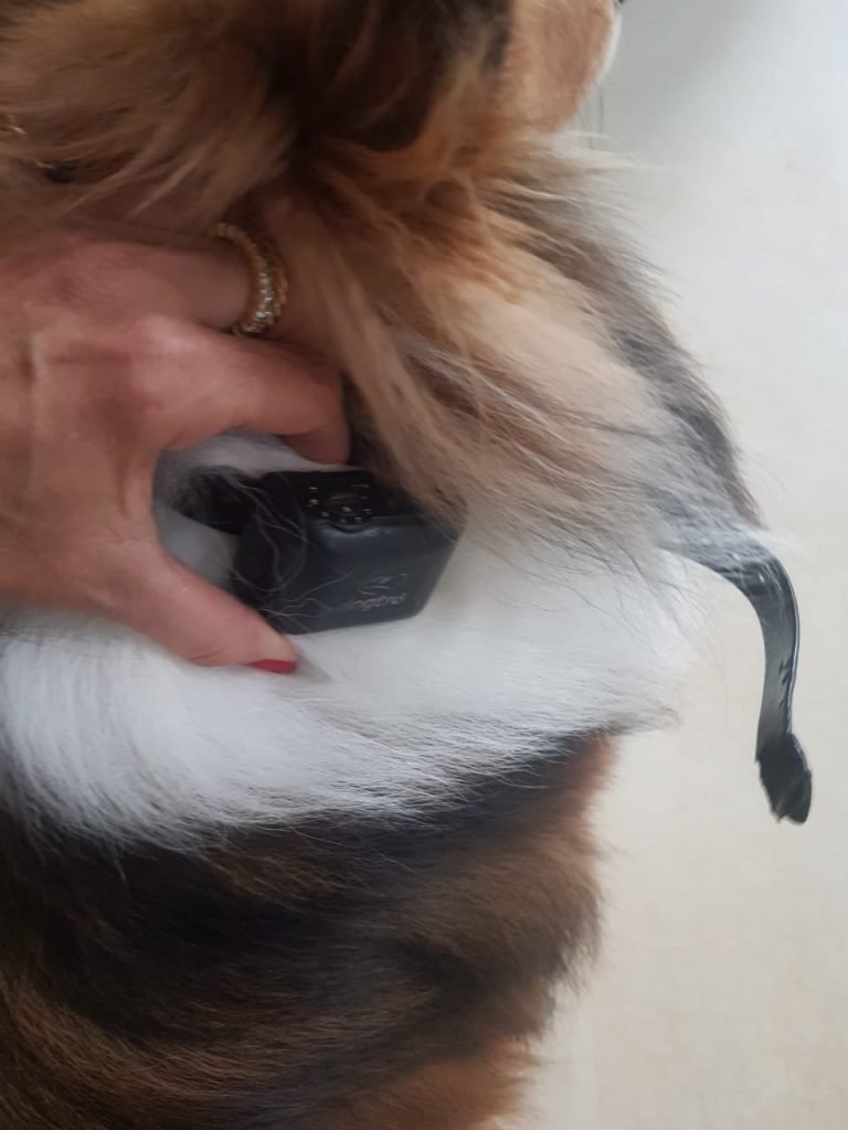 deputado eduardo pedrosa e bruce, cão da família