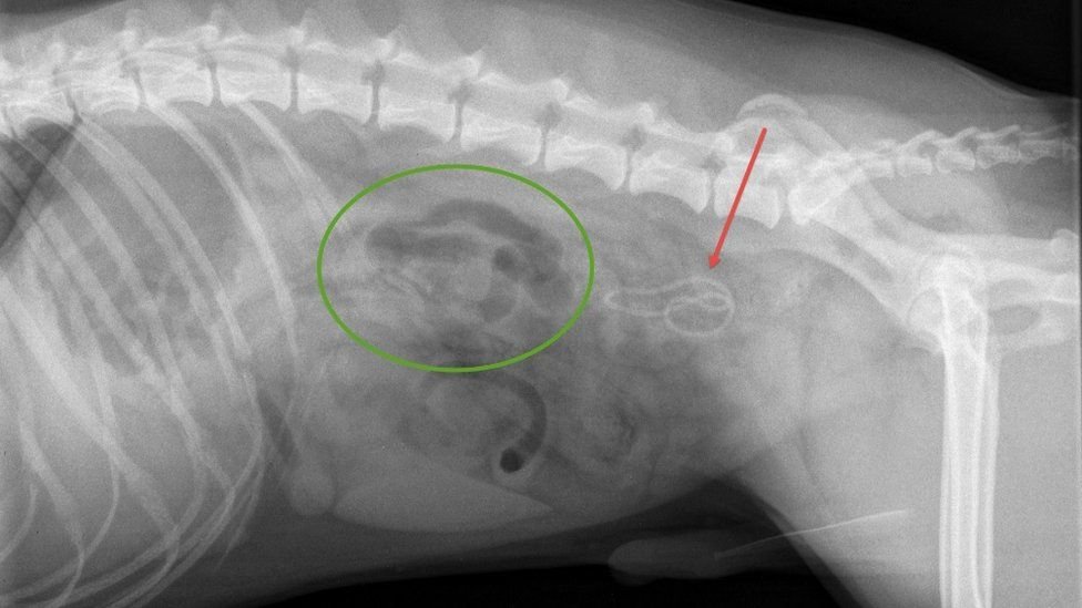 Cachorro come máscara