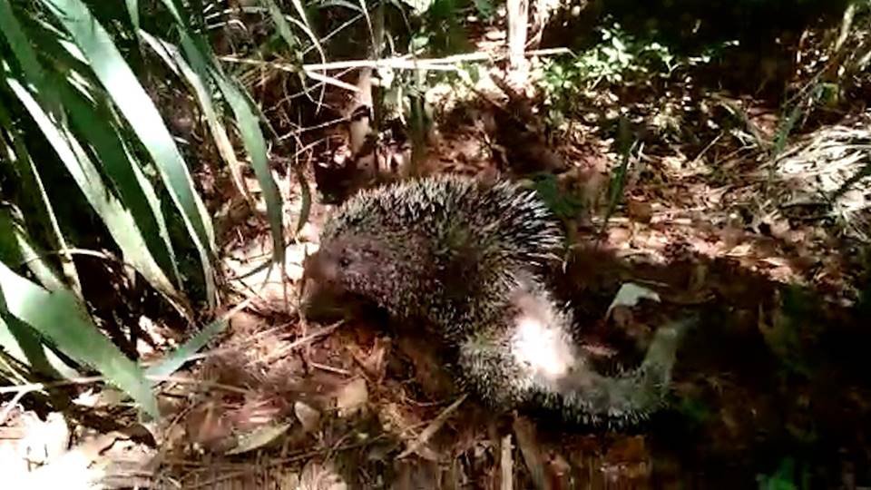 Ouriço-cacheiro resgatado no Gama
