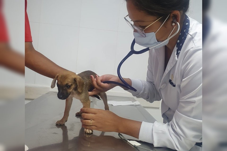 Cachorro em veterinário
