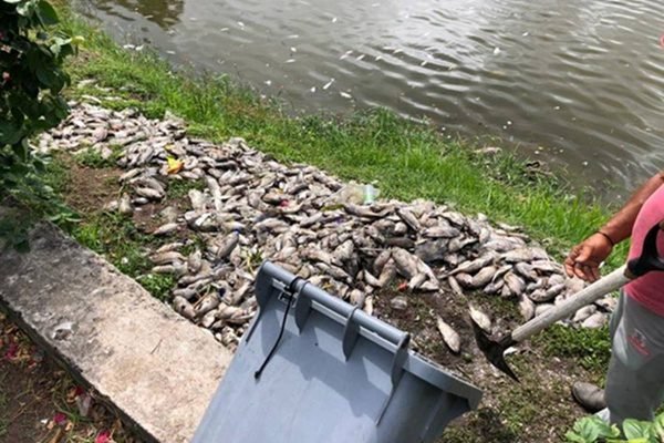 Centenas de peixes morrem em Lagoa de João Pessoa; secretaria avalia causa