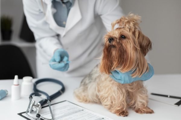 Cachorro no veterinário