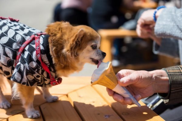 cachorro tomando sorvete