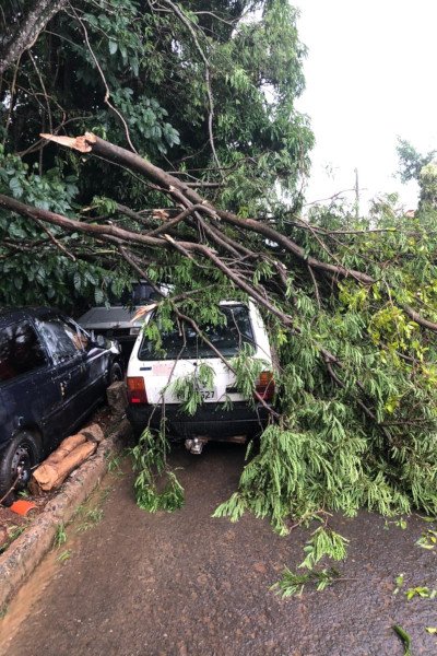 árvore em cima de carro