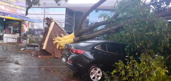 árvore em cima de carro