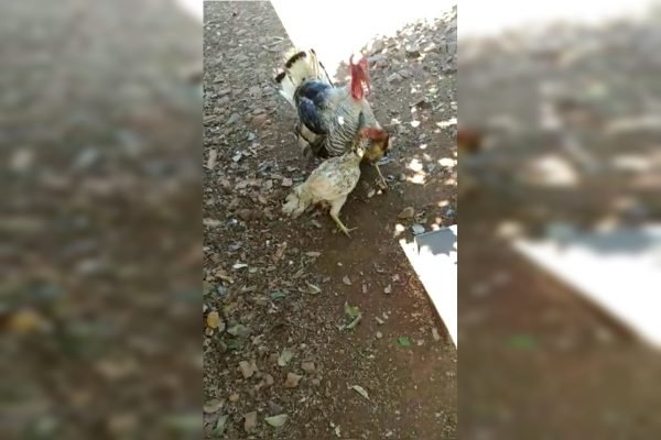 ‘Peru da paz’ separa briga de galinhas em Santa Catarina; vídeo