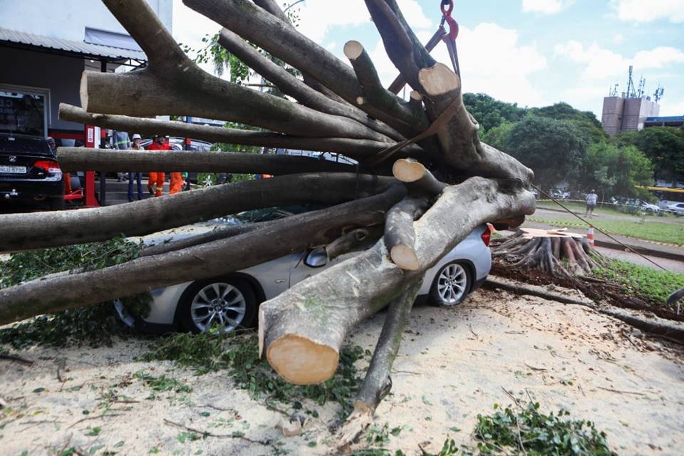 BMW destruída por árvore