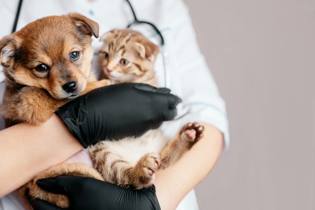 Cachorro e gato no veterinário